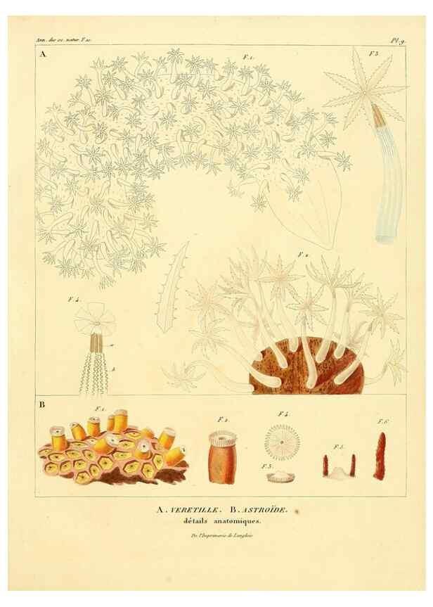 Reproducción/Reproduction 49772794723: Annales des sciences naturelles :. Paris :Crochard. 