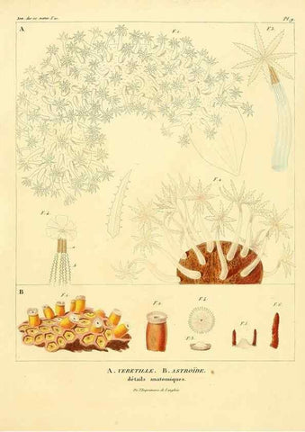 Reproducción/Reproduction 49772794723: Annales des sciences naturelles :. Paris :Crochard. 