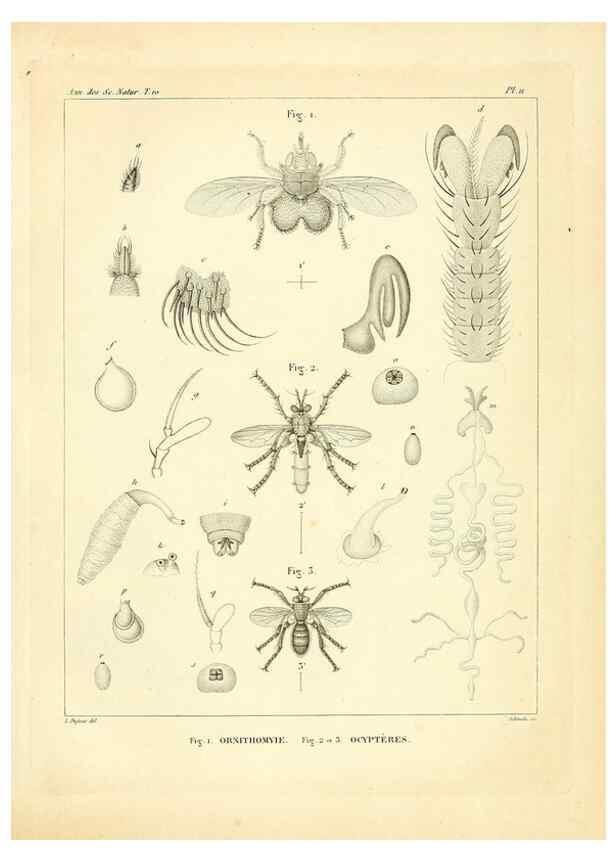 Reproducción/Reproduction 49773325821: Annales des sciences naturelles :. Paris :Crochard. 