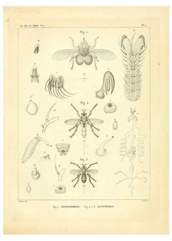 Reproducción/Reproduction 49773325821: Annales des sciences naturelles :. Paris :Crochard. 