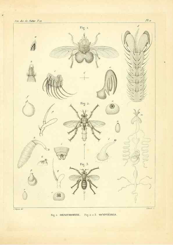 Reproducción/Reproduction 49773325821: Annales des sciences naturelles :. Paris :Crochard. 