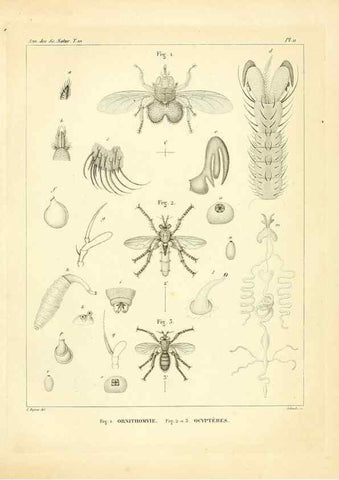 Reproducción/Reproduction 49773325821: Annales des sciences naturelles :. Paris :Crochard. 