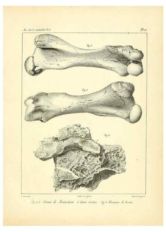 Reproducción/Reproduction 49773653837: Annales des sciences naturelles :. Paris :Crochard. 
