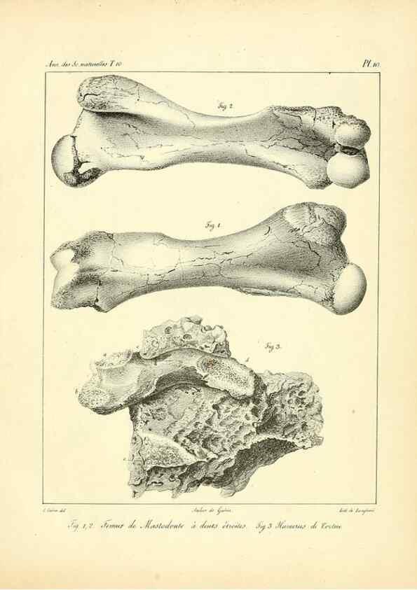 Reproducción/Reproduction 49773653837: Annales des sciences naturelles :. Paris :Crochard. 