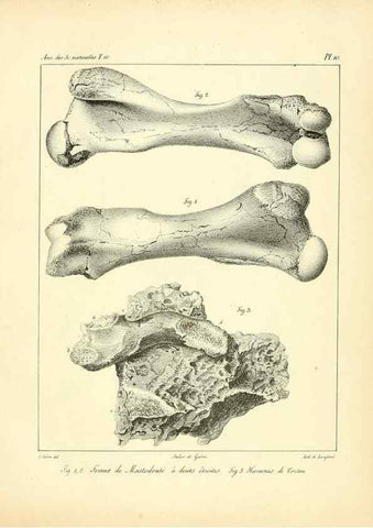 Reproducción/Reproduction 49773653837: Annales des sciences naturelles :. Paris :Crochard. 