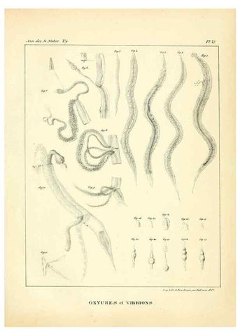 Reproducción/Reproduction 49773649942: Annales des sciences naturelles :. Paris :Crochard. 