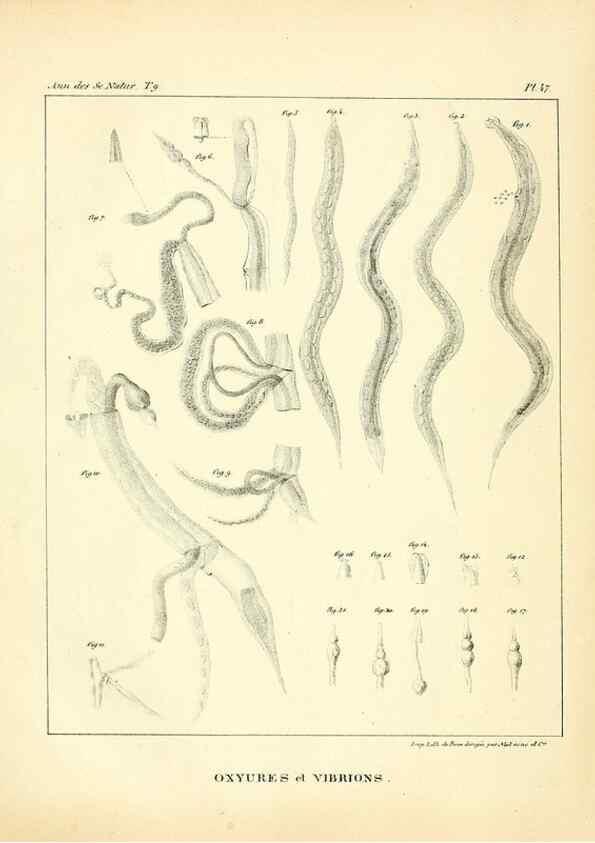Reproducción/Reproduction 49773649942: Annales des sciences naturelles :. Paris :Crochard. 