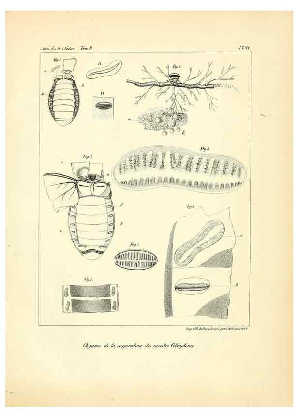 Reproducción/Reproduction 49772790868: Annales des sciences naturelles :. Paris :Crochard. 
