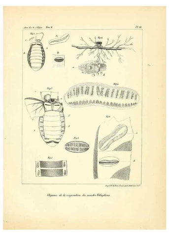 Reproducción/Reproduction 49772790868: Annales des sciences naturelles :. Paris :Crochard. 