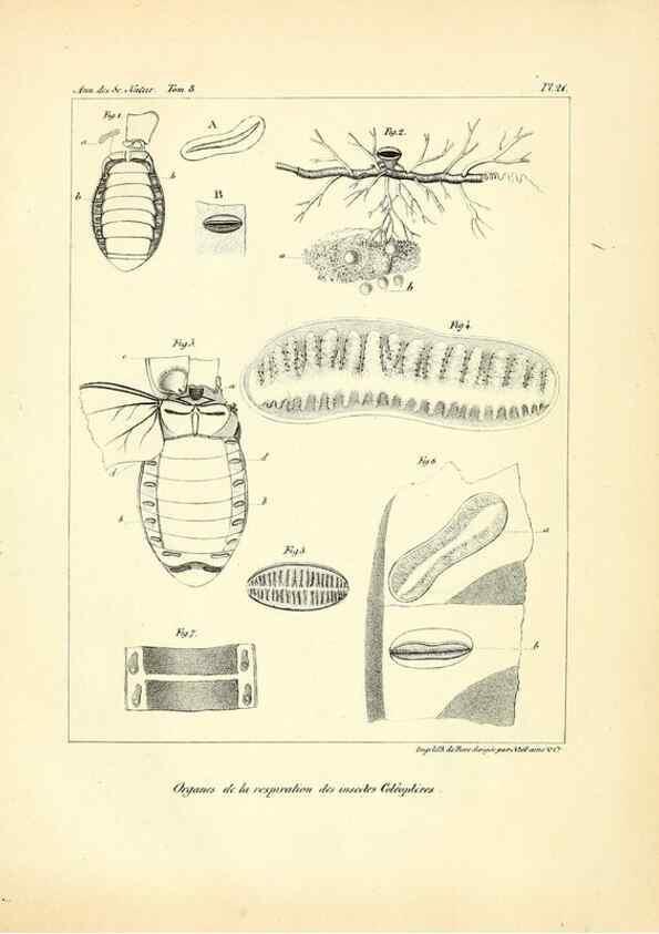 Reproducción/Reproduction 49772790868: Annales des sciences naturelles :. Paris :Crochard. 