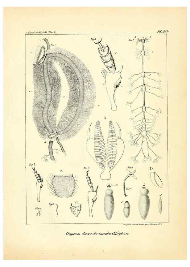 Reproducción/Reproduction 49773322071: Annales des sciences naturelles :. Paris :Crochard. 