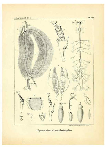 Reproducción/Reproduction 49773322071: Annales des sciences naturelles :. Paris :Crochard. 