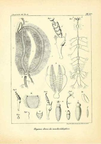 Reproducción/Reproduction 49773322071: Annales des sciences naturelles :. Paris :Crochard. 