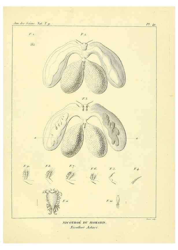 Reproducción/Reproduction 49773650902: Annales des sciences naturelles :. Paris :Crochard. 