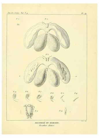 Reproducción/Reproduction 49773650902: Annales des sciences naturelles :. Paris :Crochard. 