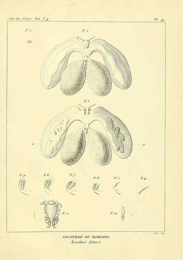 Reproducción/Reproduction 49773650902: Annales des sciences naturelles :. Paris :Crochard. 