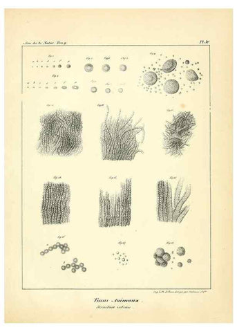 Reproducción/Reproduction 49773651142: Annales des sciences naturelles :. Paris :Crochard. 