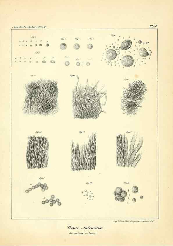 Reproducción/Reproduction 49773651142: Annales des sciences naturelles :. Paris :Crochard. 