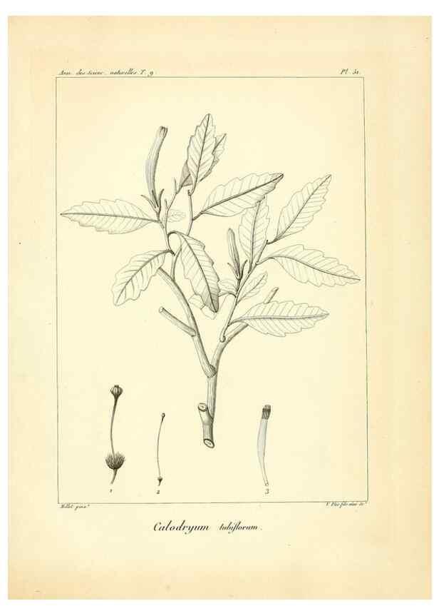 Reproducción/Reproduction 49773651287: Annales des sciences naturelles :. Paris :Crochard. 
