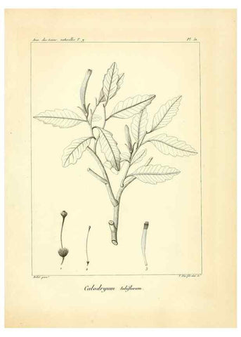 Reproducción/Reproduction 49773651287: Annales des sciences naturelles :. Paris :Crochard. 