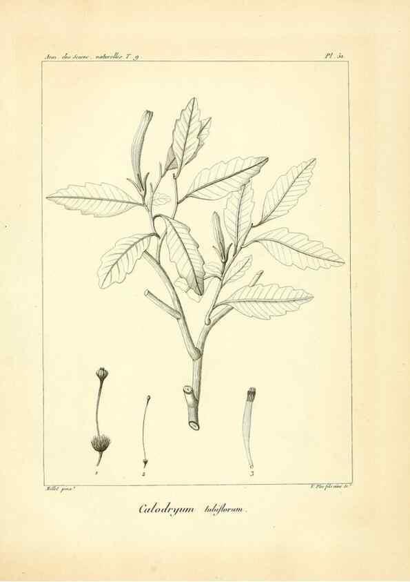 Reproducción/Reproduction 49773651287: Annales des sciences naturelles :. Paris :Crochard. 