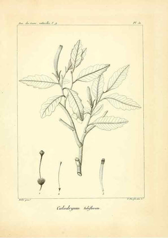 Reproducción/Reproduction 49773651287: Annales des sciences naturelles :. Paris :Crochard. 