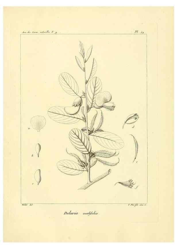 Reproducción/Reproduction 49773322981: Annales des sciences naturelles :. Paris :Crochard. 