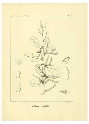 Reproducción/Reproduction 49773322981: Annales des sciences naturelles :. Paris :Crochard. 