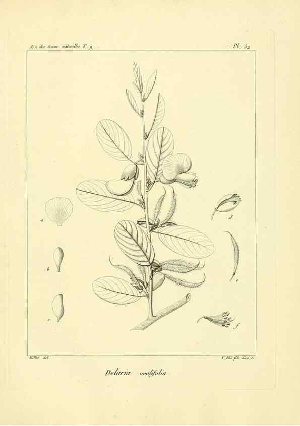 Reproducción/Reproduction 49773322981: Annales des sciences naturelles :. Paris :Crochard. 