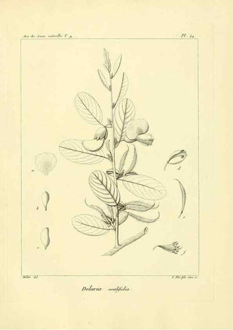 Reproducción/Reproduction 49773322981: Annales des sciences naturelles :. Paris :Crochard. 