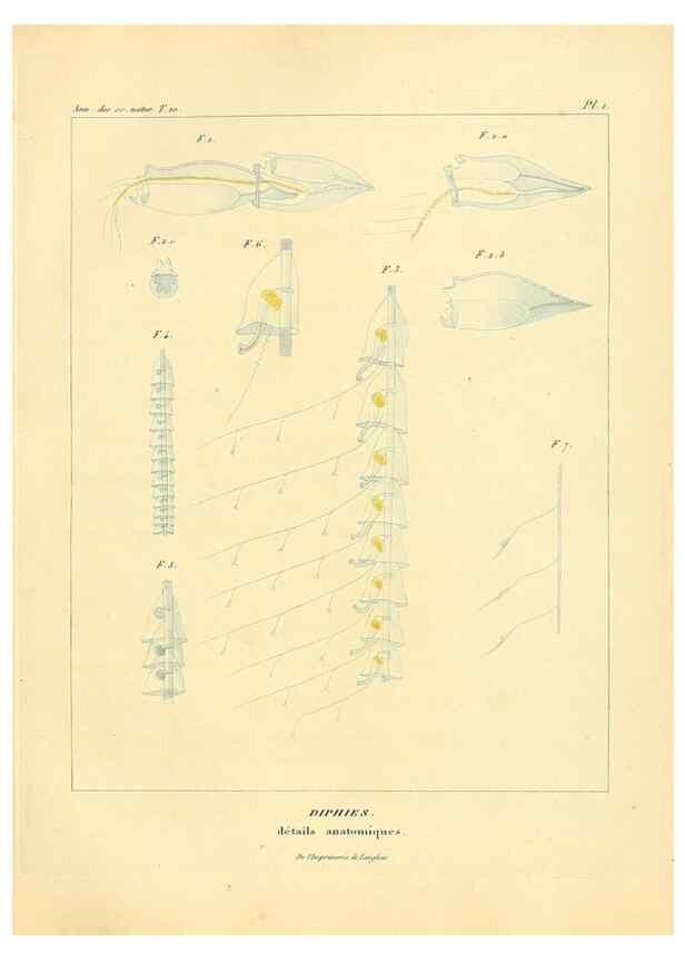 Reproducción/Reproduction 49772792518: Annales des sciences naturelles :. Paris :Crochard. 