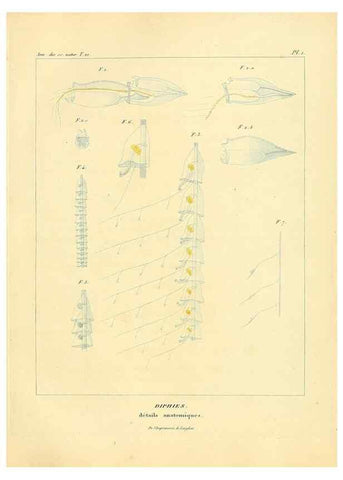 Reproducción/Reproduction 49772792518: Annales des sciences naturelles :. Paris :Crochard. 