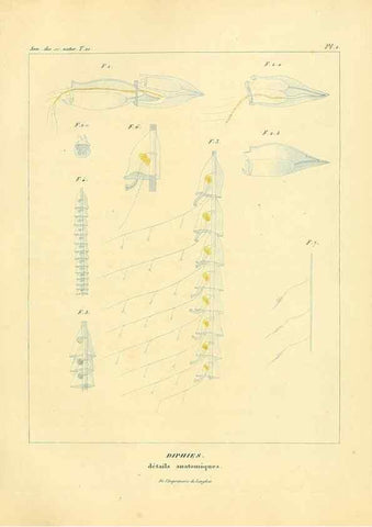 Reproducción/Reproduction 49772792518: Annales des sciences naturelles :. Paris :Crochard. 