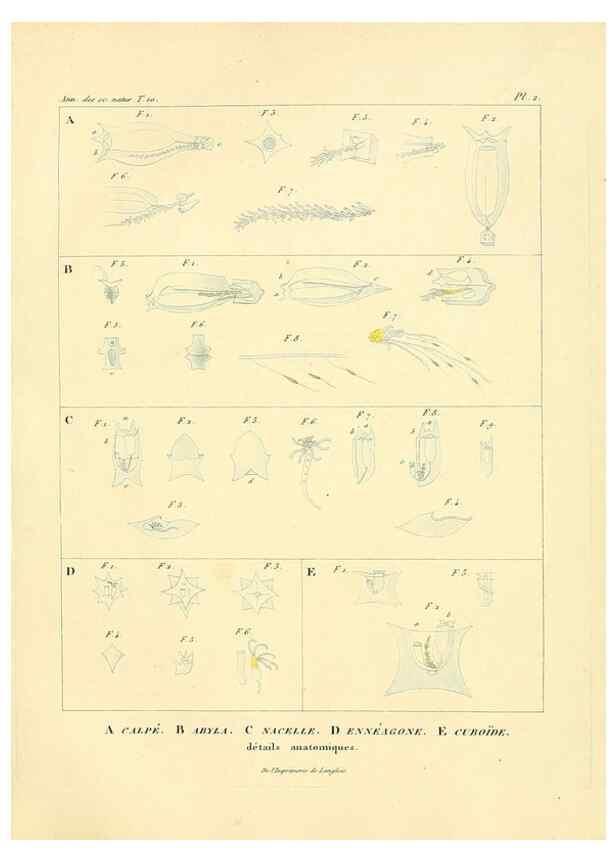 Reproducción/Reproduction 49772792788: Annales des sciences naturelles :. Paris :Crochard. 