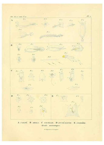 Reproducción/Reproduction 49772792788: Annales des sciences naturelles :. Paris :Crochard. 