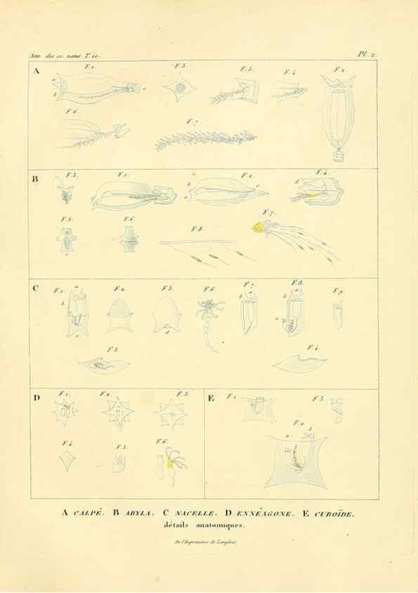 Reproducción/Reproduction 49772792788: Annales des sciences naturelles :. Paris :Crochard. 