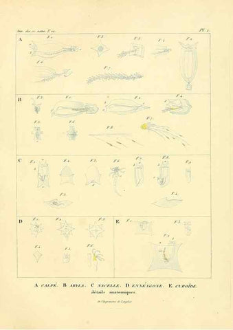 Reproducción/Reproduction 49772792788: Annales des sciences naturelles :. Paris :Crochard. 