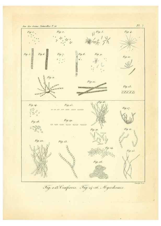 Reproducción/Reproduction 49772792963: Annales des sciences naturelles :. Paris :Crochard. 