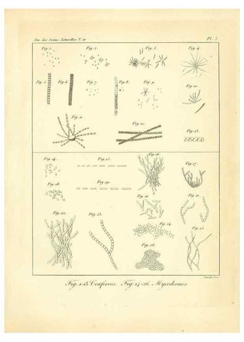 Reproducción/Reproduction 49772792963: Annales des sciences naturelles :. Paris :Crochard. 