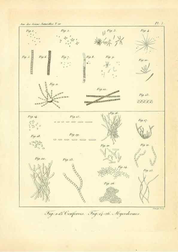 Reproducción/Reproduction 49772792963: Annales des sciences naturelles :. Paris :Crochard. 