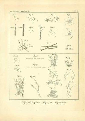 Reproducción/Reproduction 49772792963: Annales des sciences naturelles :. Paris :Crochard. 