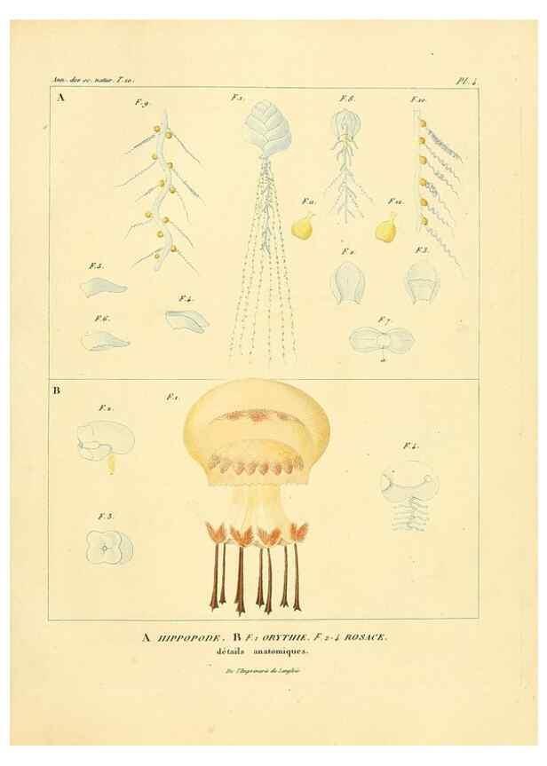 Reproducción/Reproduction 49773324276: Annales des sciences naturelles :. Paris :Crochard. 