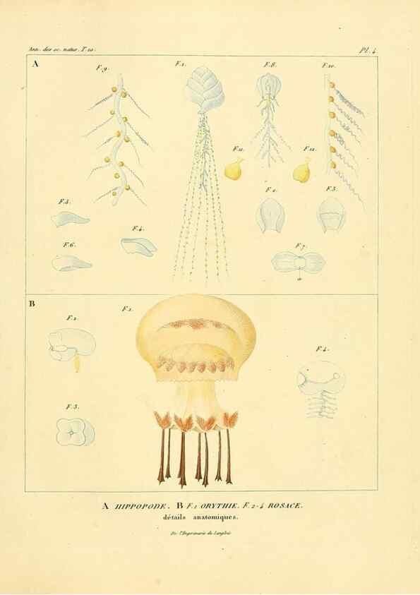Reproducción/Reproduction 49773324276: Annales des sciences naturelles :. Paris :Crochard. 