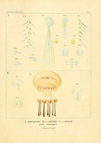 Reproducción/Reproduction 49773324276: Annales des sciences naturelles :. Paris :Crochard. 