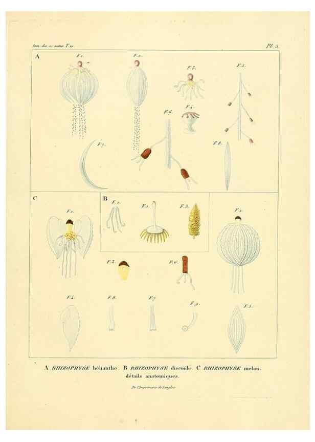 Reproducción/Reproduction 49772793503: Annales des sciences naturelles :. Paris :Crochard. 