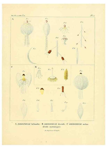 Reproducción/Reproduction 49772793503: Annales des sciences naturelles :. Paris :Crochard. 