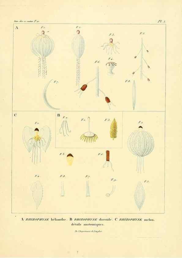 Reproducción/Reproduction 49772793503: Annales des sciences naturelles :. Paris :Crochard. 