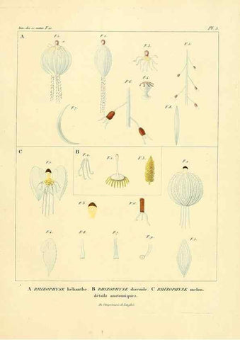 Reproducción/Reproduction 49772793503: Annales des sciences naturelles :. Paris :Crochard. 