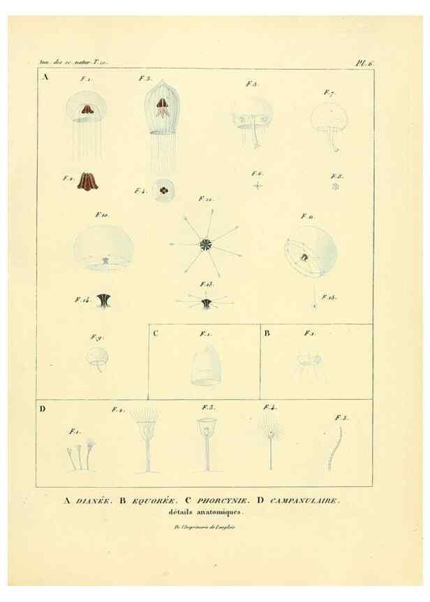 Reproducción/Reproduction 49773653142: Annales des sciences naturelles :. Paris :Crochard. 
