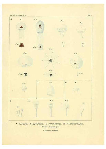 Reproducción/Reproduction 49773653142: Annales des sciences naturelles :. Paris :Crochard. 